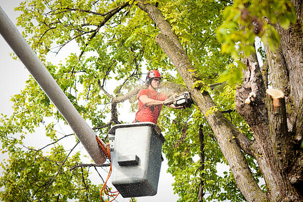 Seasonal Cleanup (Spring/Fall) in Bellwood, IL